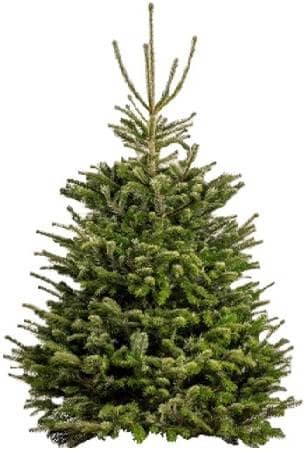 Nordman Fir Slim Shape Large